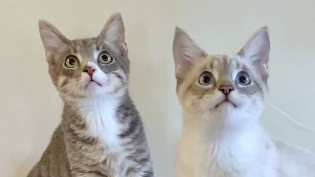 Barnaby & Lily are adopted!