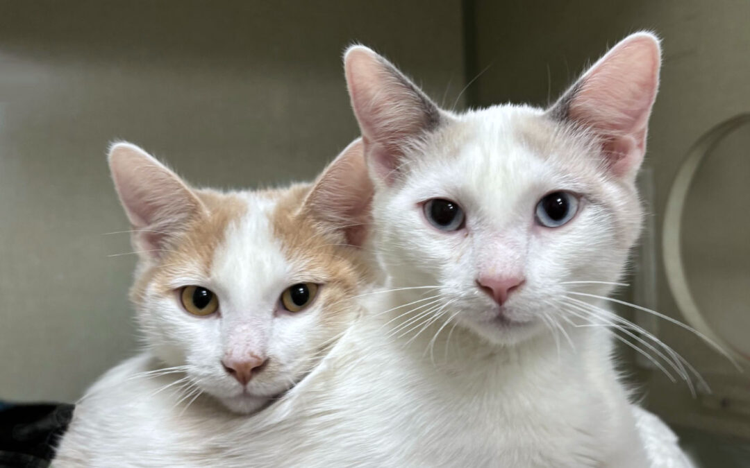 Snow & Breeze are adopted!