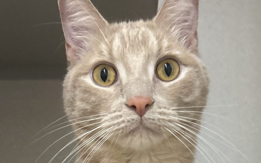 Casper  Is Adopted!