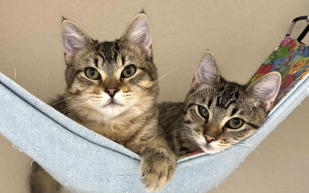 Bonnie & Clyde