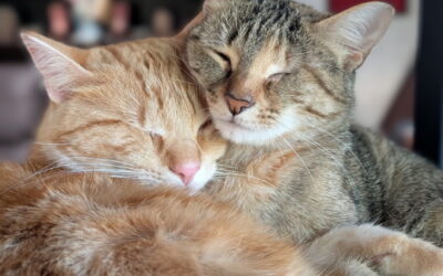 Ellie & Fury: two eyes, no fear!