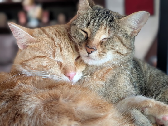 FuryEllyCuddleFaces