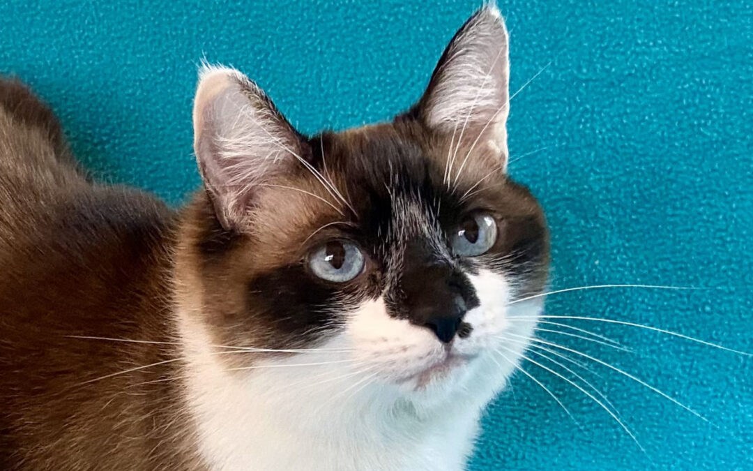 Jaz  is adopted!