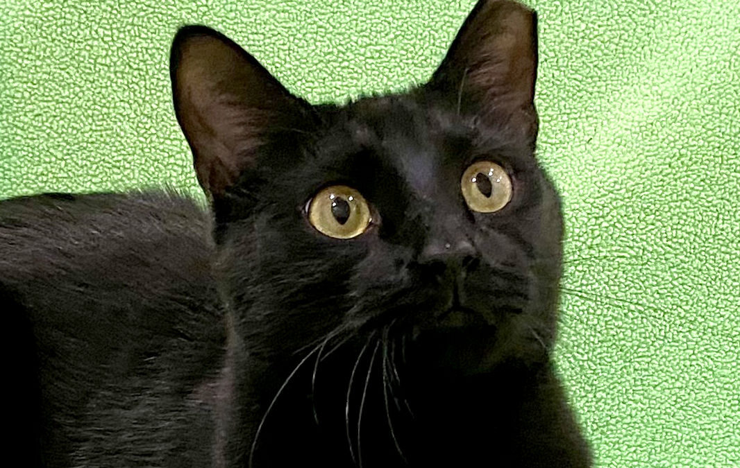 Leon is adopted!