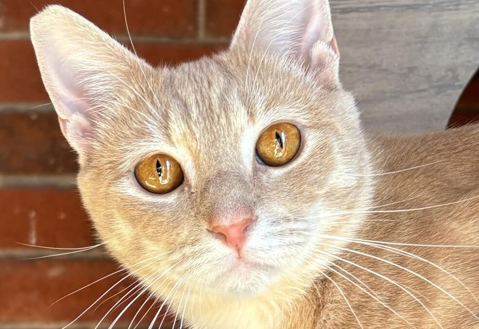 Lugosi  is adopted!