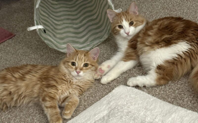 Gentle Nutmeg & spicy Ginger