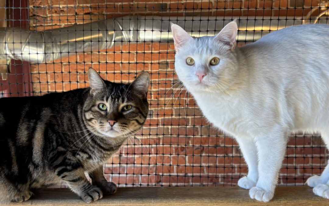 Meech & Escobar (Biscuit Factory)