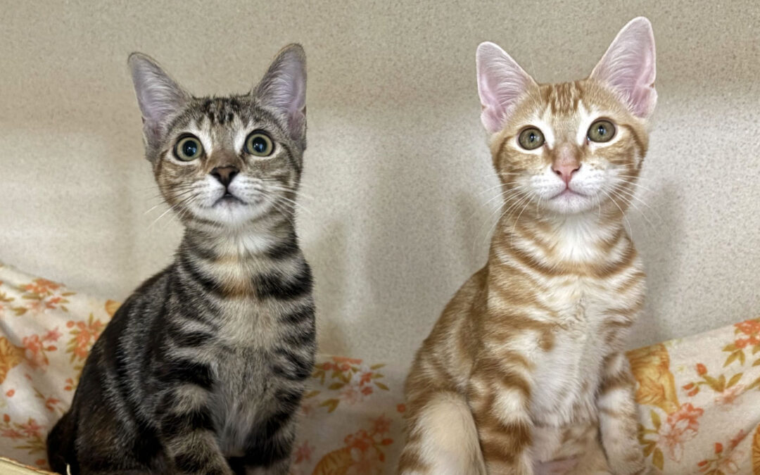Available Kittens