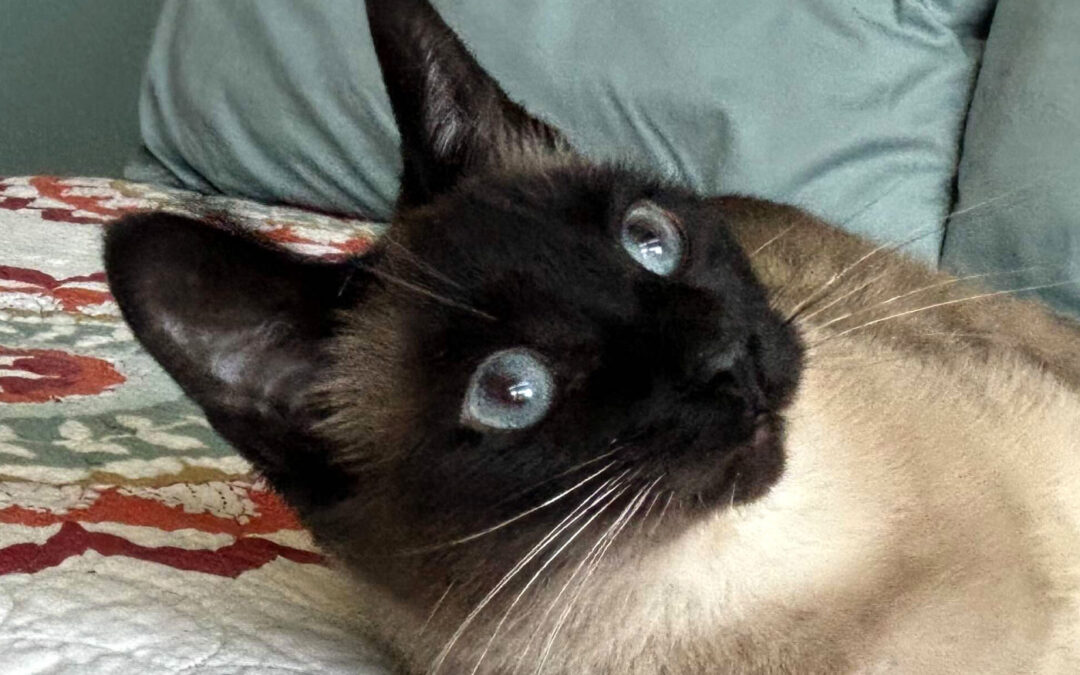Oliver  is adopted!