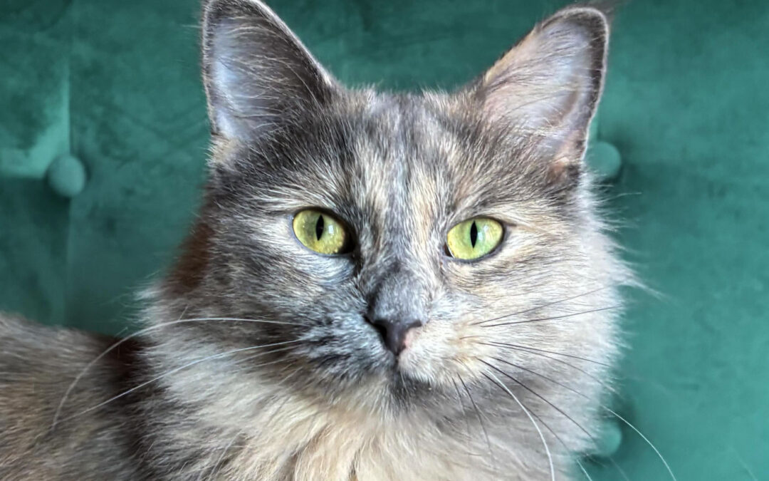 Pearl  is adopted!
