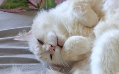 Purrs of Penrose