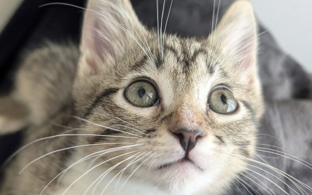 Available Kittens