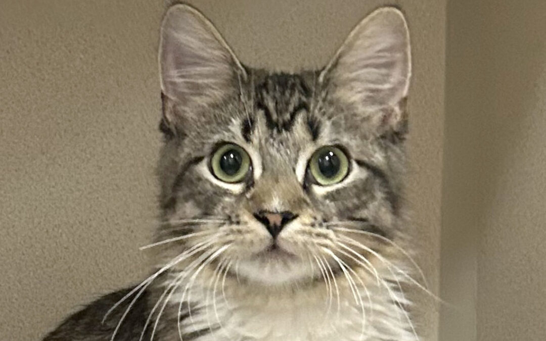 Available Kittens