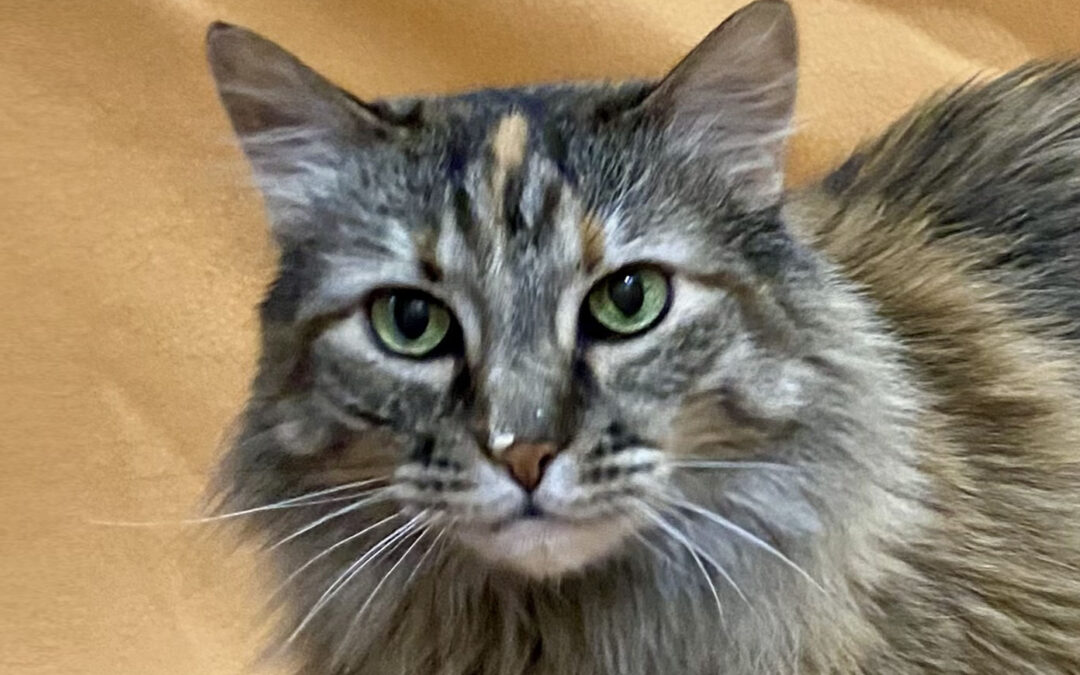 Star is adopted!