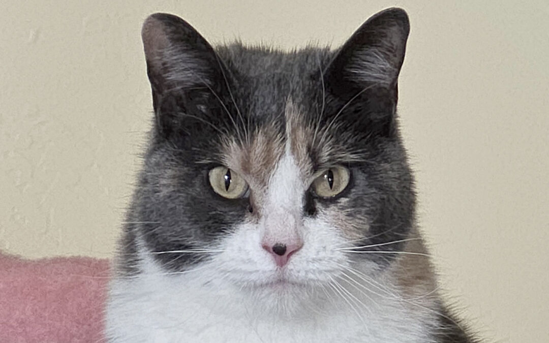 Tiffany (foster care)